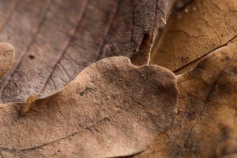 Autumn leafs background Stock Photos
