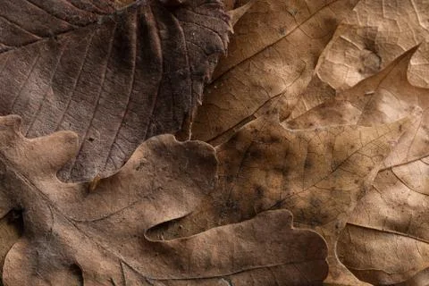 Autumn leafs background Stock Photos