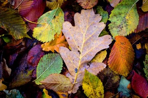 Autumn leafs background Stock Photos
