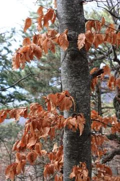 Autumn leafs on the beech tree Stock Photos