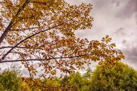 Autumn leafs below a cloudy sky Stock-Fotos