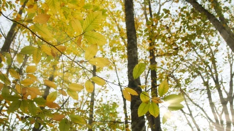 Autumn leafs on the branch Stock Footage 97880191