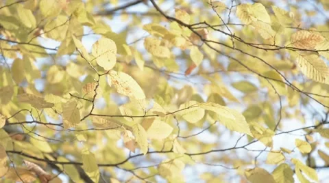 Autumn leafs on branch moving in wind. Stock Footage 44636807
