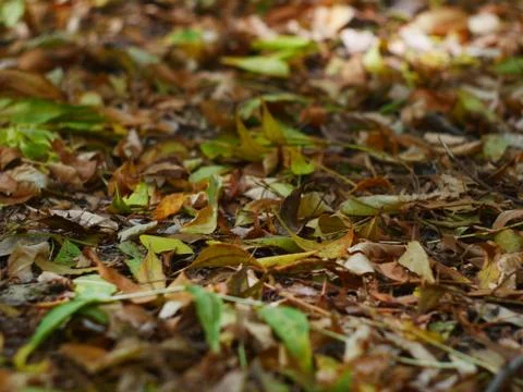 Autumn leafs fall on the ground texture Stock Photos