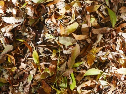 Autumn leafs fall on the ground texture Stock Photos
