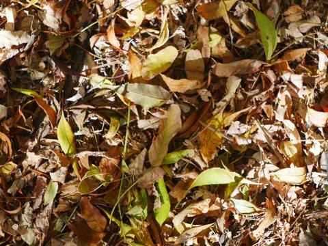Autumn leafs fall on the ground texture Stock Photos