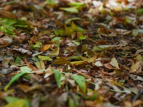 Autumn leafs fall on the ground texture Stock Photos