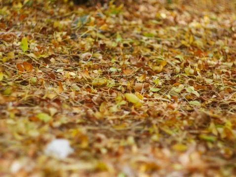 Autumn leafs fall on the ground texture Stock Photos