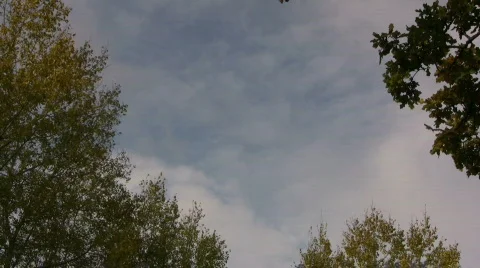 Autumn leafs falling to ground Stock-Footage 540806