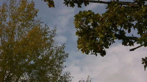 Autumn leafs falling to ground Stock Footage 540909