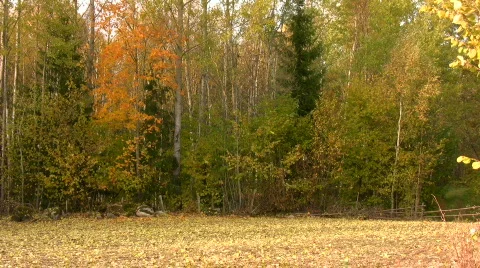 Autumn leafs falling to ground Video stock 540992