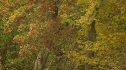 Autumn leafs falling to ground Stock Footage 542816