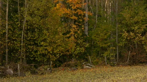 Autumn leafs falling to ground Stock-Footage 547472