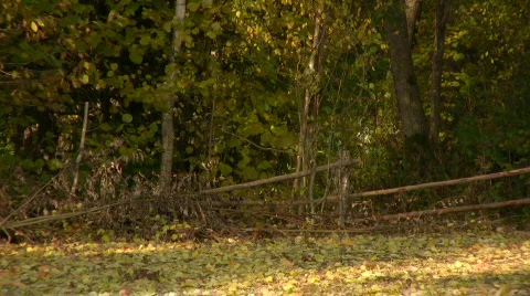 Autumn leafs falling to ground Stock Footage 547500