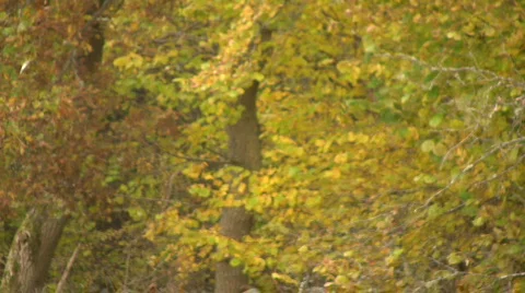 Autumn leafs falling to ground 動画素材 547596