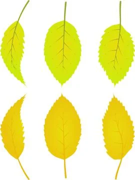 Autumn leafs foliage falling graphic illustrated colours gold yellow Stock Illustration