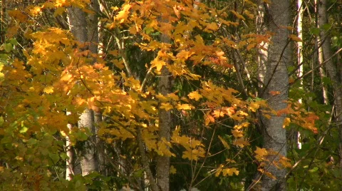 Autumn leafs Video stock 547564