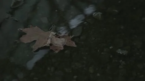 Autumn leafs Stock Footage 20494152