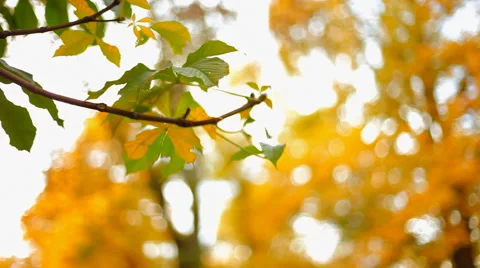 Autumn leafs Stock Footage 41436802