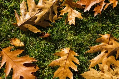 Autumn leafs like frame Stock Photos