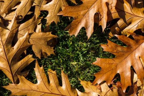 Autumn leafs like frame Stock-Fotos