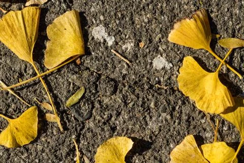 Autumn leafs like frame Stock Photos