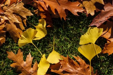 Autumn leafs like frame Stock Photos