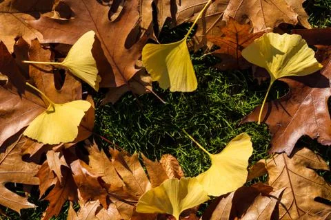Autumn leafs like frame Stock-Fotos