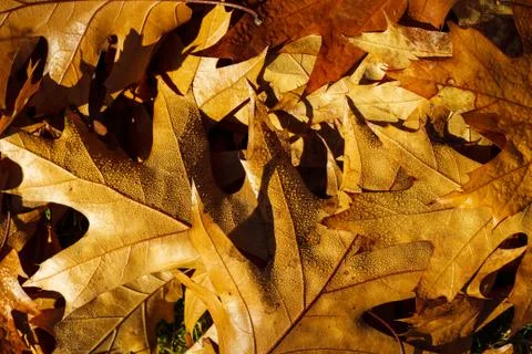 Autumn leafs like frame Stock Photos