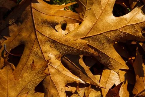 Autumn leafs like frame Stock-Fotos