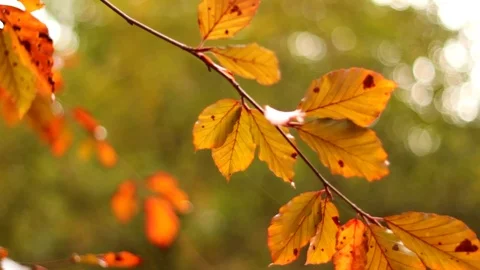 Autumn Leafs - Full HD 24fps Stock Footage