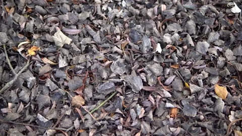 Autumn Leafs On The Ground Stock Footage 81720104