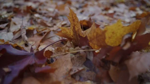 Autumn leafs on the ground. Forward movement camera Stock Footage 117921705