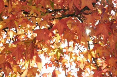 Autumn leafs with hard sun Stock Photos