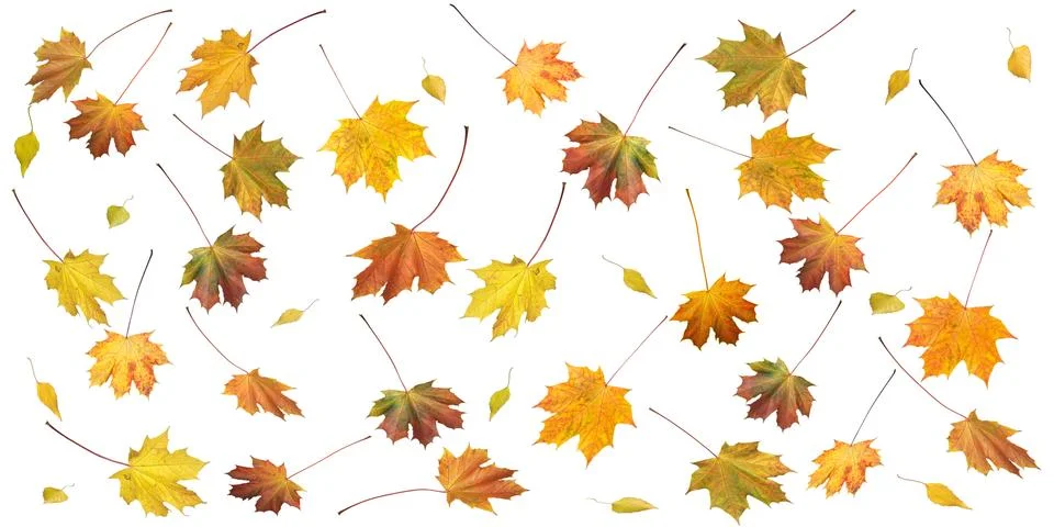 Autumn leafs Stock Illustration