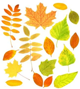 Autumn leafs Stock Illustration