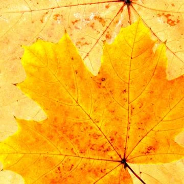 Autumn leafs Stock Illustration