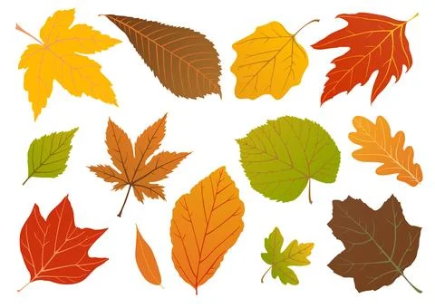 Autumn leafs Ilustración de archivo