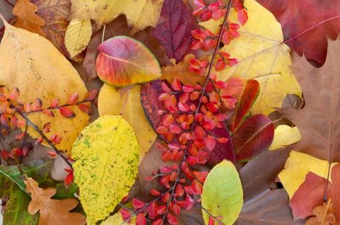 Autumn leafs Stock Photos