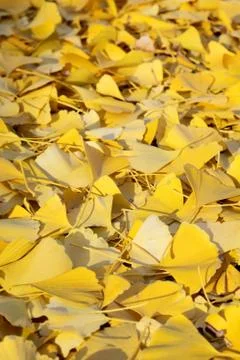 Autumn leafs Stock Photos