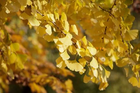 Autumn leafs 스톡 사진