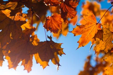 Autumn leafs Stock Photos