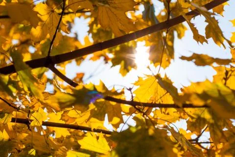 Autumn leafs Stock Photos