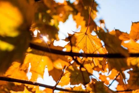 Autumn leafs Stock Photos