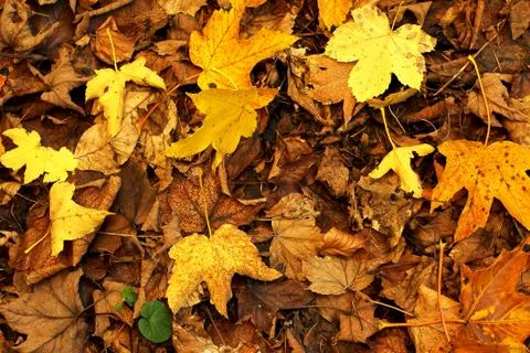 Autumn leafs Foto stock