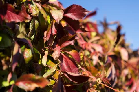 Autumn leafs Stock Photos