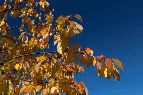 Autumn leafs Stock Photos