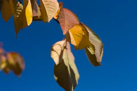 Autumn leafs Stock Photos