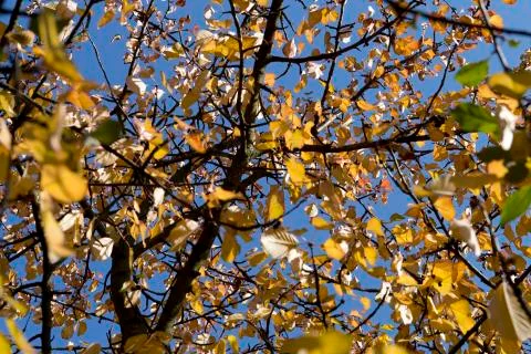 Autumn leafs Stock Photos