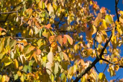 Autumn leafs Stock Photos